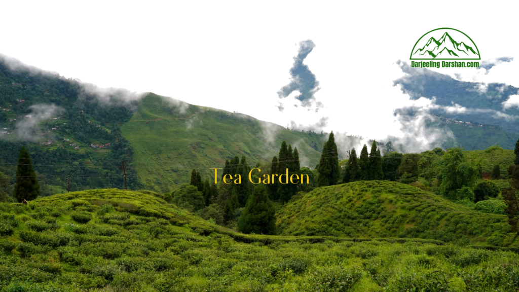 places to see in darjeeling