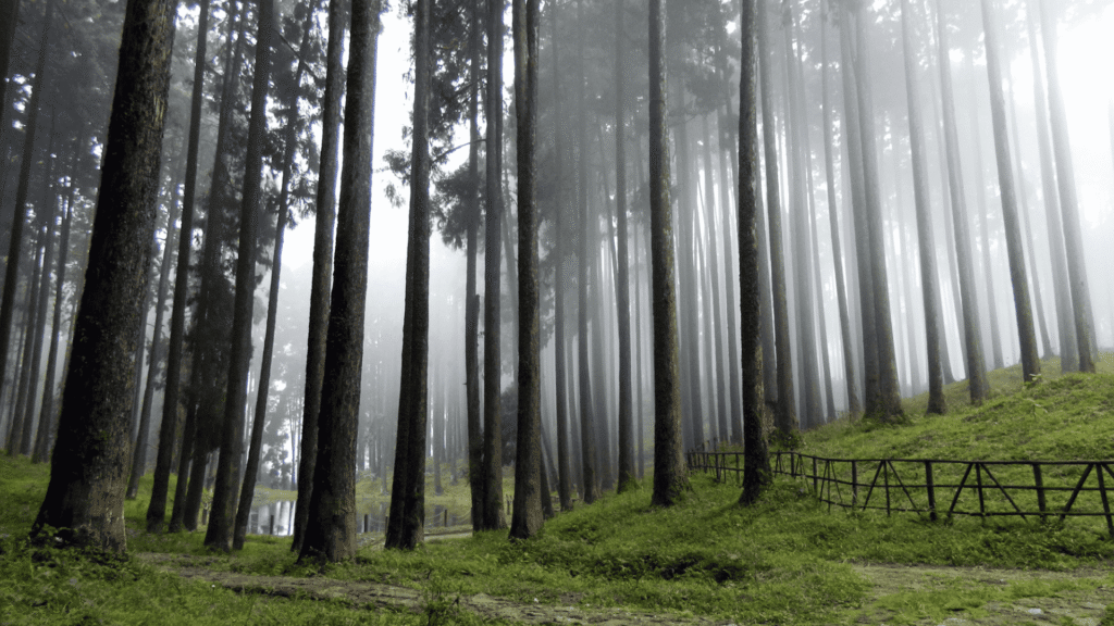 lamahatta best place to visit in Darjeeling for Couples